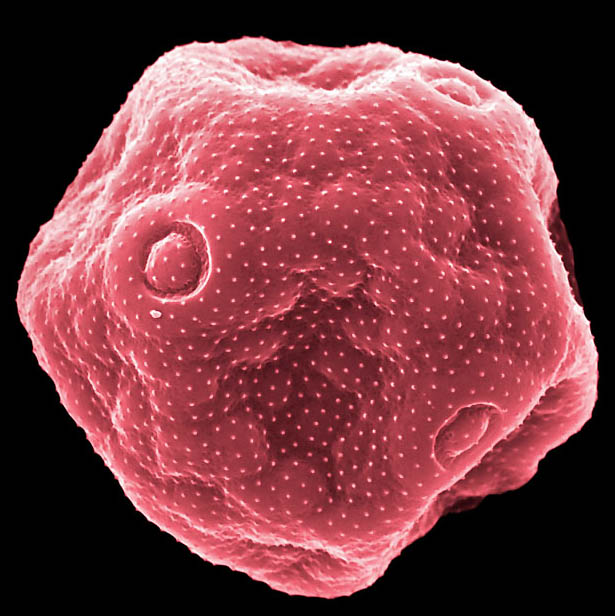 Фотография: Пыльца под микроскопом №12 - BigPicture.ru