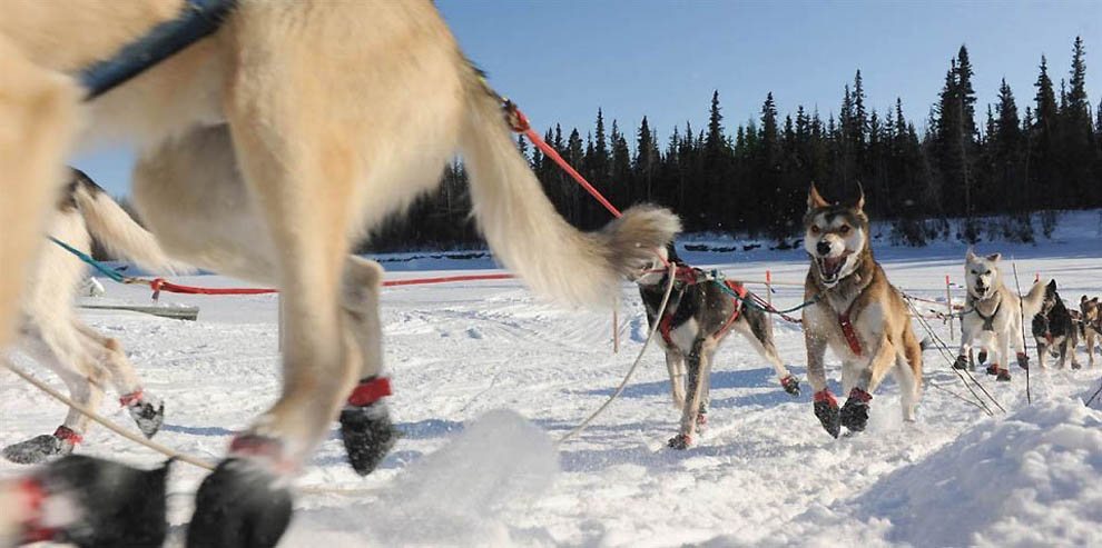 Фотография: Гонки на собачьих упряжках Iditarod 2011 №2 - BigPicture.ru