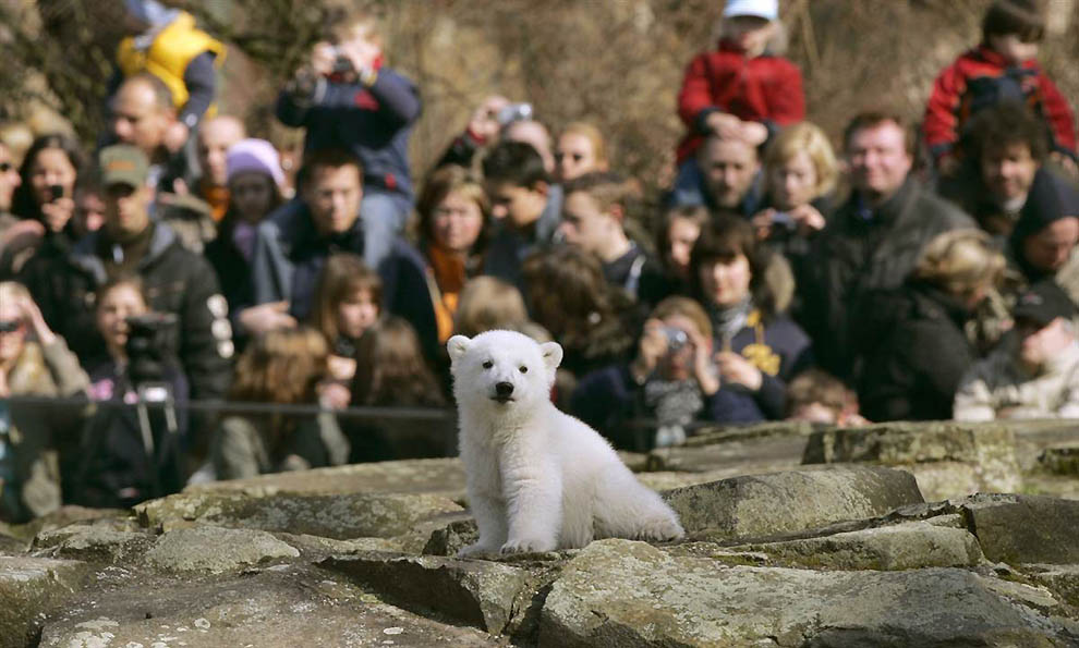 Фотография: В Берлинском зоопарке умер знаменитый белый медведь Кнут №2 - BigPicture.ru