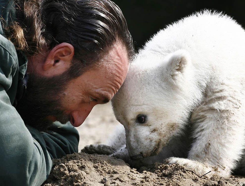 Фотография: В Берлинском зоопарке умер знаменитый белый медведь Кнут №3 - BigPicture.ru