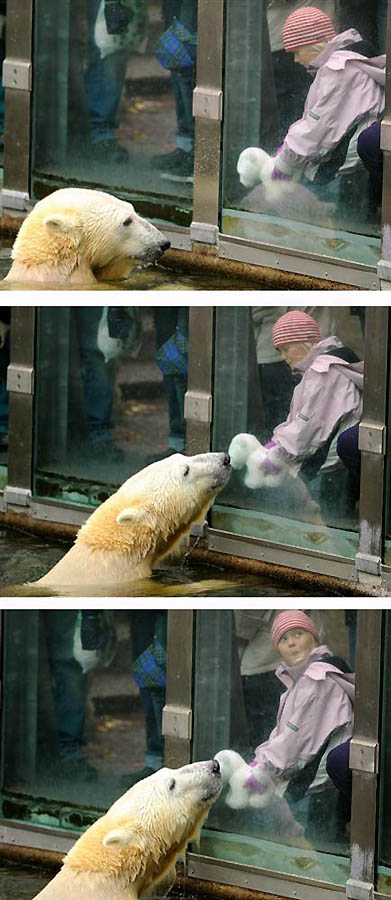 Фотография: В Берлинском зоопарке умер знаменитый белый медведь Кнут №12 - BigPicture.ru