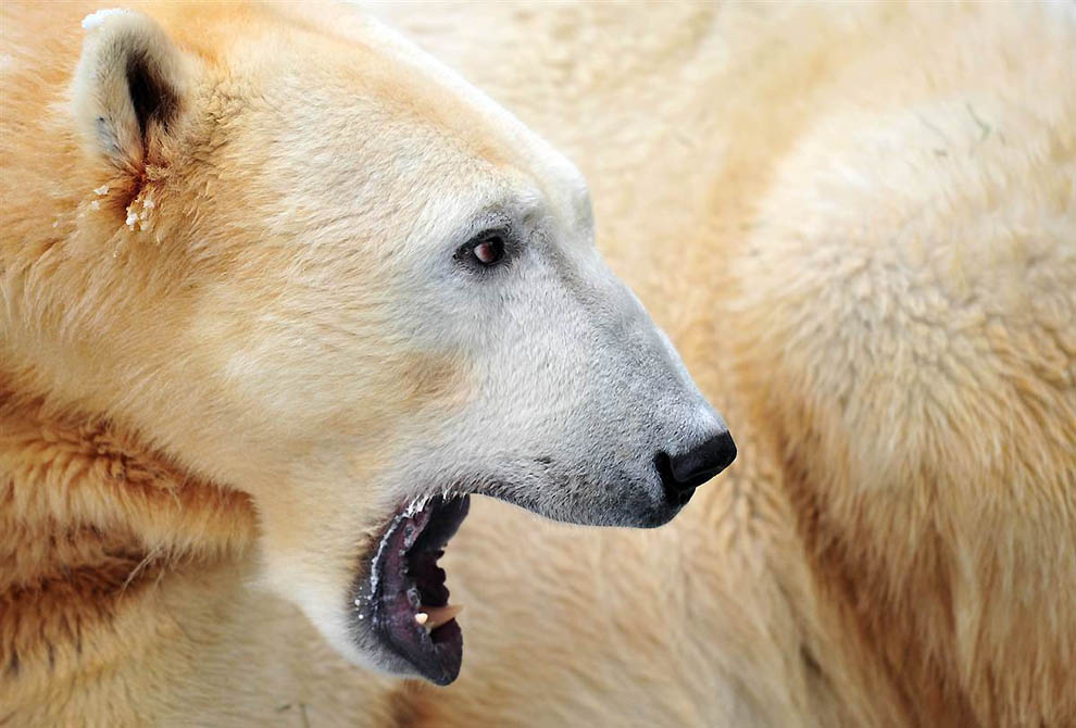 Фотография: В Берлинском зоопарке умер знаменитый белый медведь Кнут №15 - BigPicture.ru