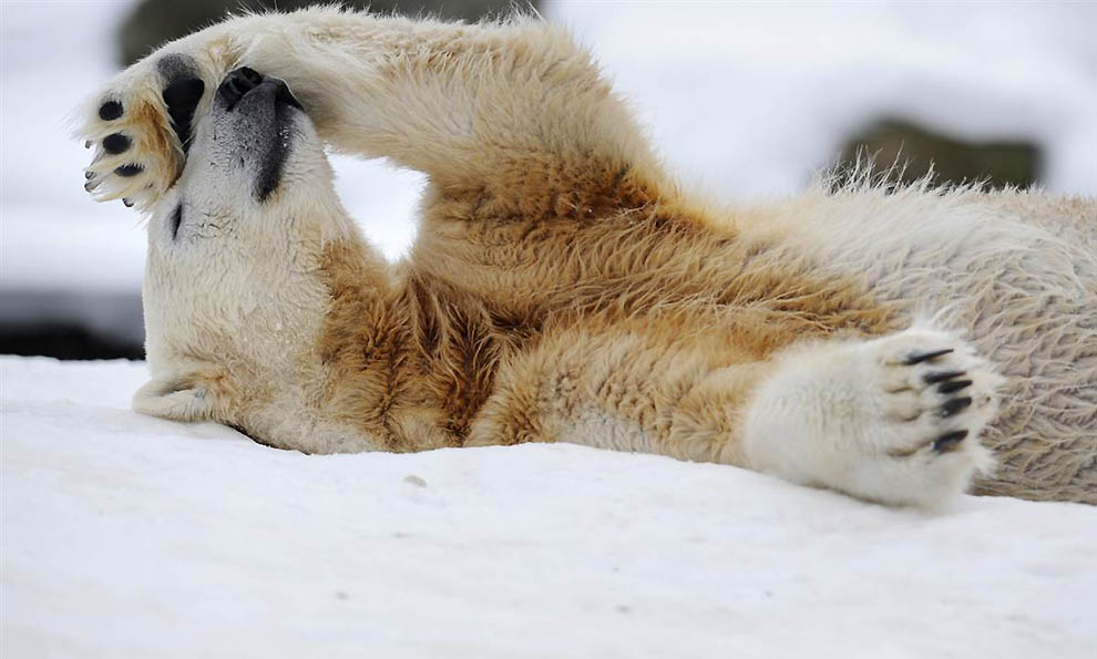 Фотография: В Берлинском зоопарке умер знаменитый белый медведь Кнут №13 - BigPicture.ru