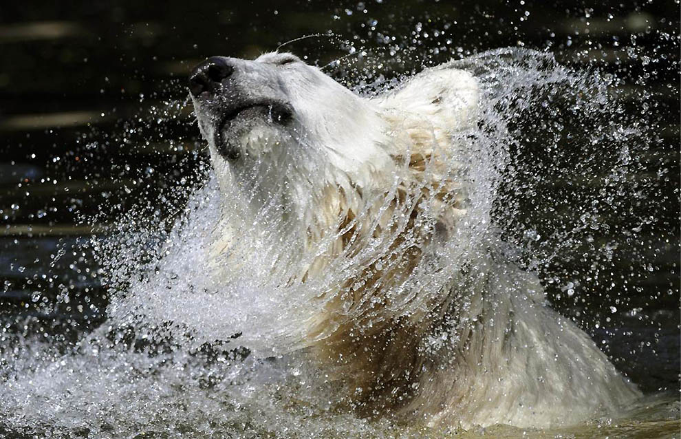 Фотография: В Берлинском зоопарке умер знаменитый белый медведь Кнут №8 - BigPicture.ru