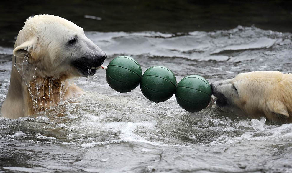 Фотография: В Берлинском зоопарке умер знаменитый белый медведь Кнут №10 - BigPicture.ru