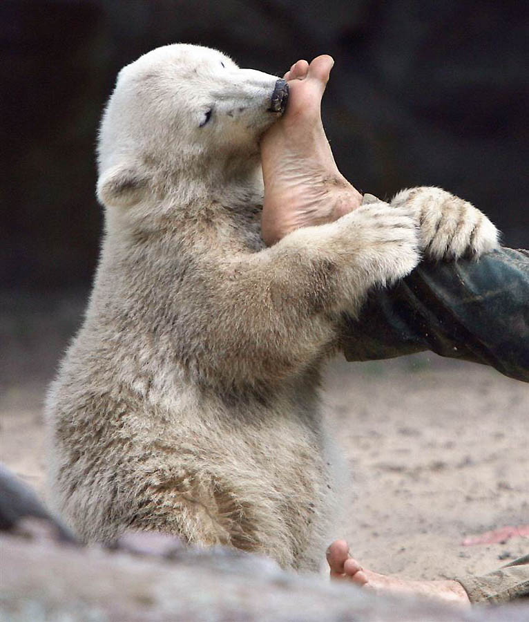 Фотография: В Берлинском зоопарке умер знаменитый белый медведь Кнут №5 - BigPicture.ru