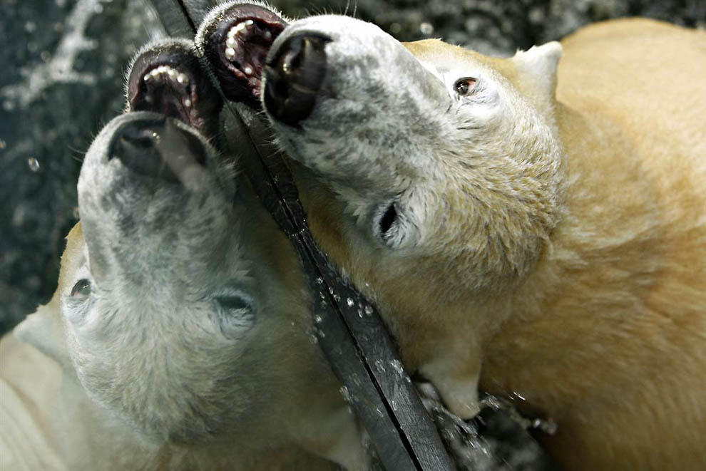 Фотография: В Берлинском зоопарке умер знаменитый белый медведь Кнут №7 - BigPicture.ru