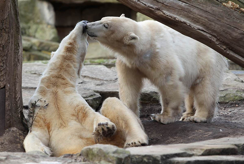Фотография: В Берлинском зоопарке умер знаменитый белый медведь Кнут №11 - BigPicture.ru