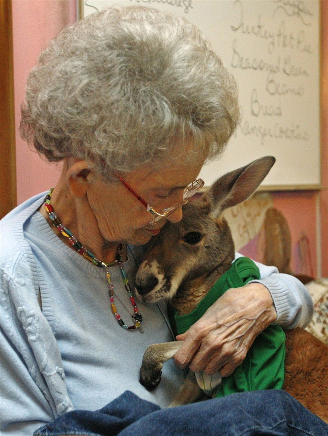 Фотография: Власти хотят разлучить больного кенгуру с хозяйкой №3 - BigPicture.ru
