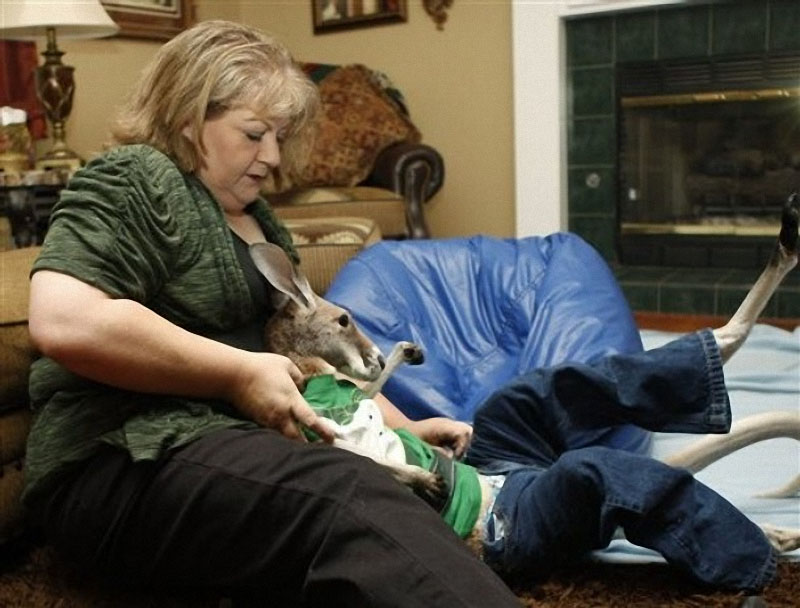 Фотография: Власти хотят разлучить больного кенгуру с хозяйкой №7 - BigPicture.ru