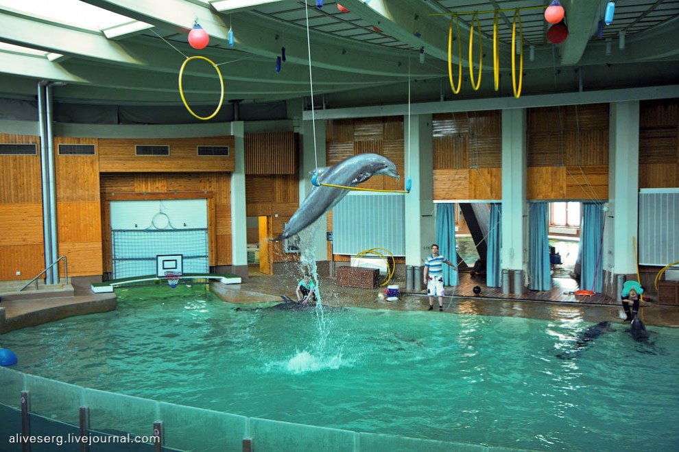 Фотография: Знакомство с дельфинами в Парке развлечений Сяркянниеми №11 - BigPicture.ru