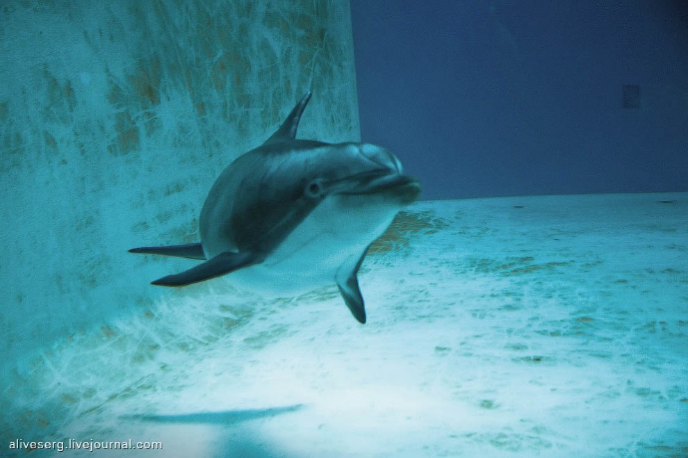 Фотография: Знакомство с дельфинами в Парке развлечений Сяркянниеми №2 - BigPicture.ru