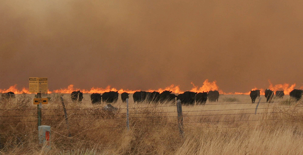 Фотография: Лесные пожары в Техасе №12 - BigPicture.ru