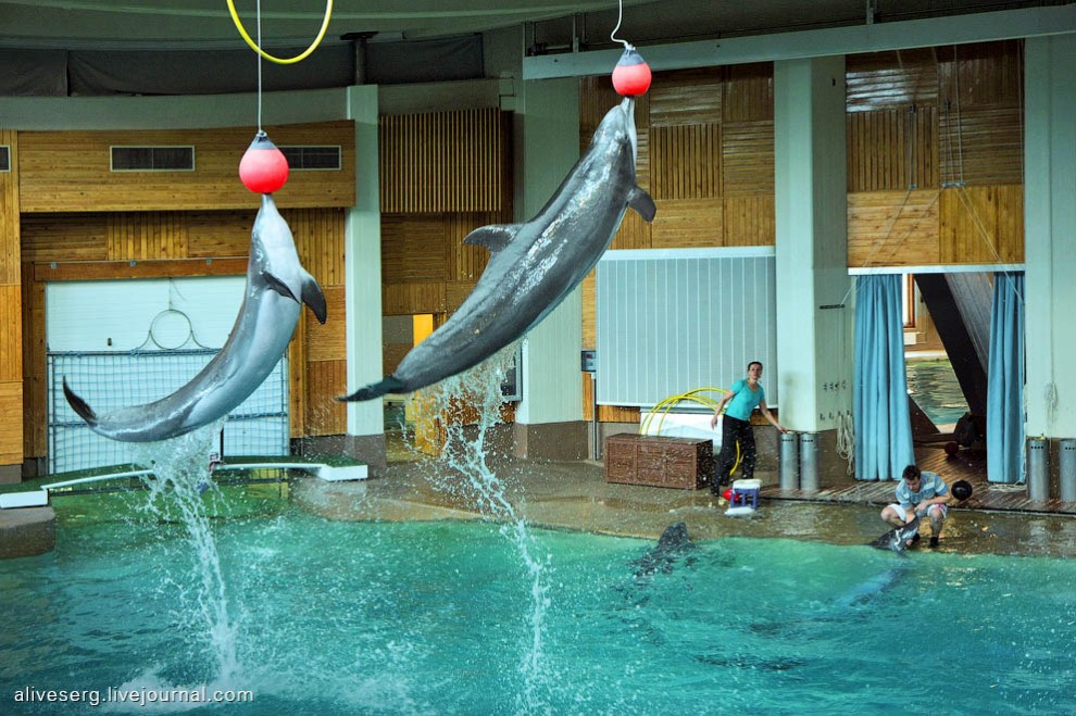 Фотография: Знакомство с дельфинами в Парке развлечений Сяркянниеми №13 - BigPicture.ru