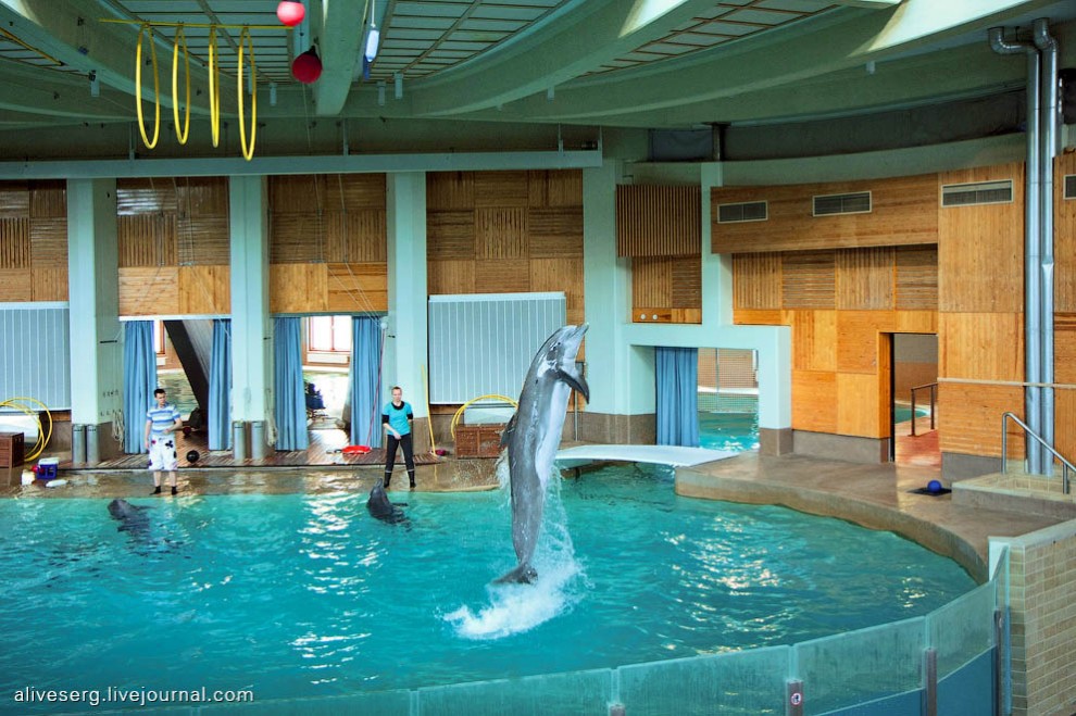 Фотография: Знакомство с дельфинами в Парке развлечений Сяркянниеми №14 - BigPicture.ru