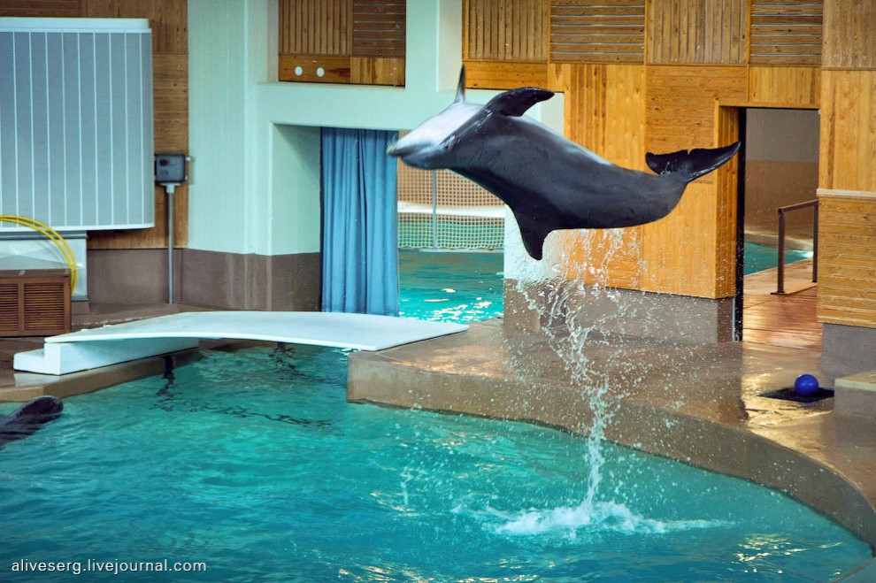 Фотография: Знакомство с дельфинами в Парке развлечений Сяркянниеми №15 - BigPicture.ru