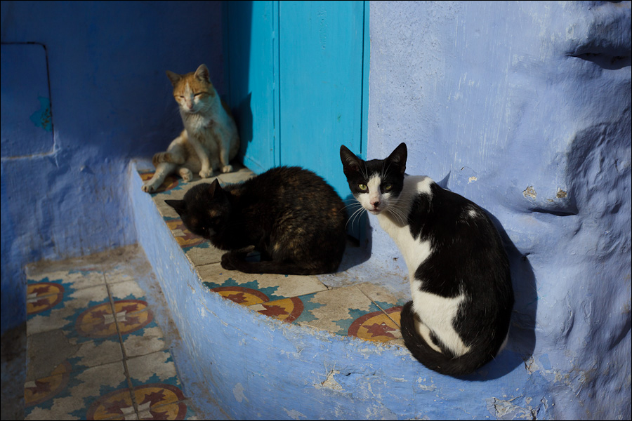 Фотография: Марокканский городок Шефшауэн №17 - BigPicture.ru