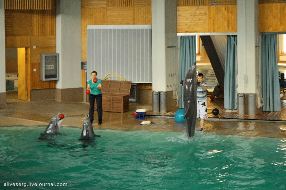 Фотография: Знакомство с дельфинами в Парке развлечений Сяркянниеми №17 - BigPicture.ru