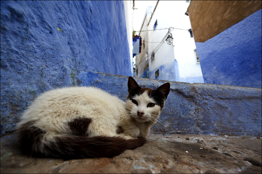 Фотография: Марокканский городок Шефшауэн №18 - BigPicture.ru
