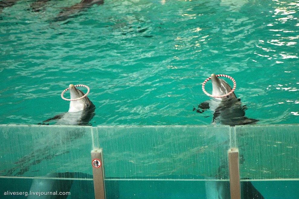 Фотография: Знакомство с дельфинами в Парке развлечений Сяркянниеми №19 - BigPicture.ru