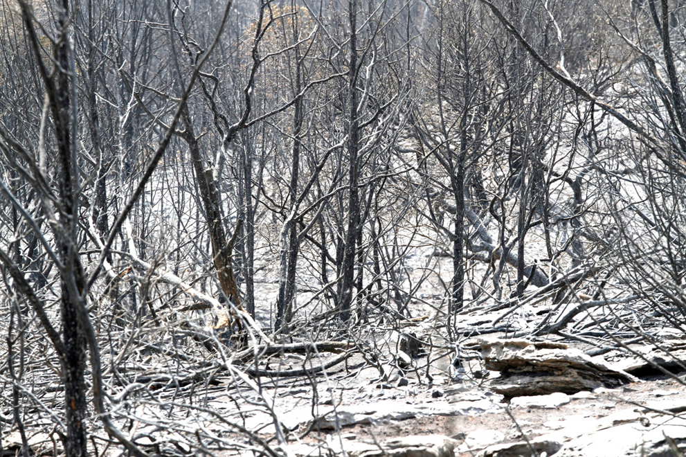 Фотография: Лесные пожары в Техасе №19 - BigPicture.ru