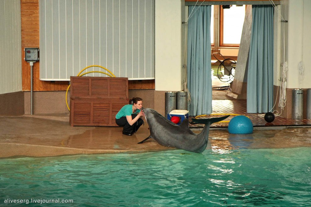 Фотография: Знакомство с дельфинами в Парке развлечений Сяркянниеми №20 - BigPicture.ru