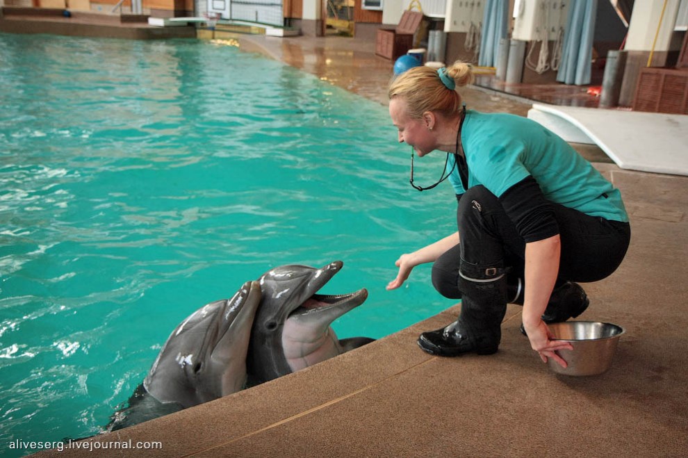 Знакомство с дельфинами в Парке развлечений Сяркянниеми