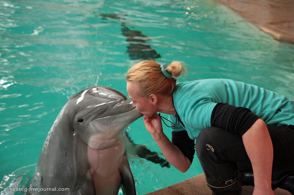 Фотография: Знакомство с дельфинами в Парке развлечений Сяркянниеми №23 - BigPicture.ru