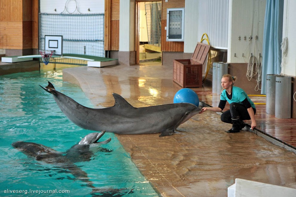 Фотография: Знакомство с дельфинами в Парке развлечений Сяркянниеми №24 - BigPicture.ru