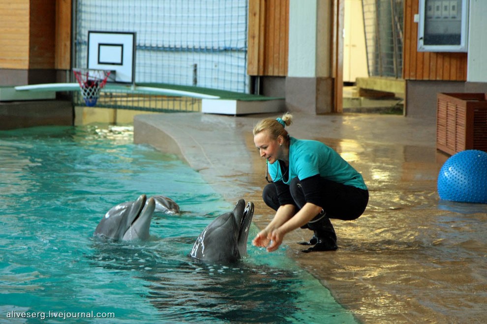 Фотография: Знакомство с дельфинами в Парке развлечений Сяркянниеми №25 - BigPicture.ru