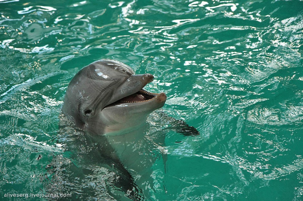 Фотография: Знакомство с дельфинами в Парке развлечений Сяркянниеми №26 - BigPicture.ru
