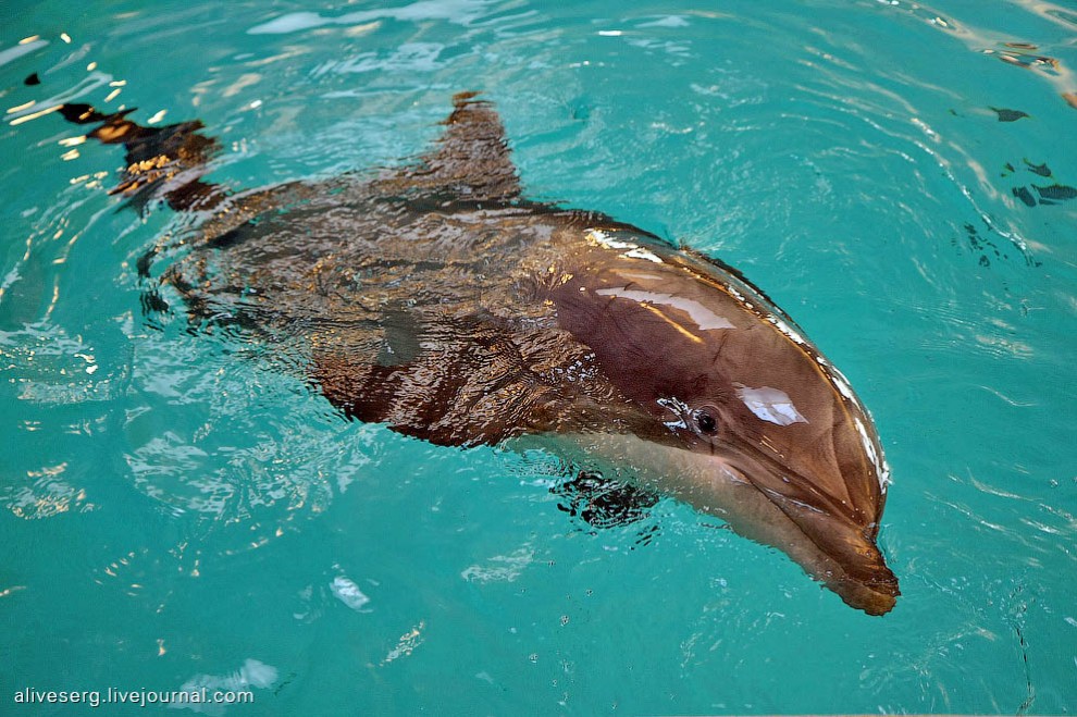 Фотография: Знакомство с дельфинами в Парке развлечений Сяркянниеми №27 - BigPicture.ru