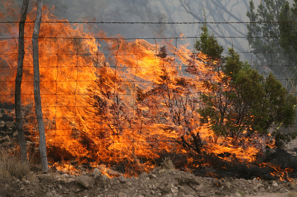 Фотография: Лесные пожары в Техасе №28 - BigPicture.ru
