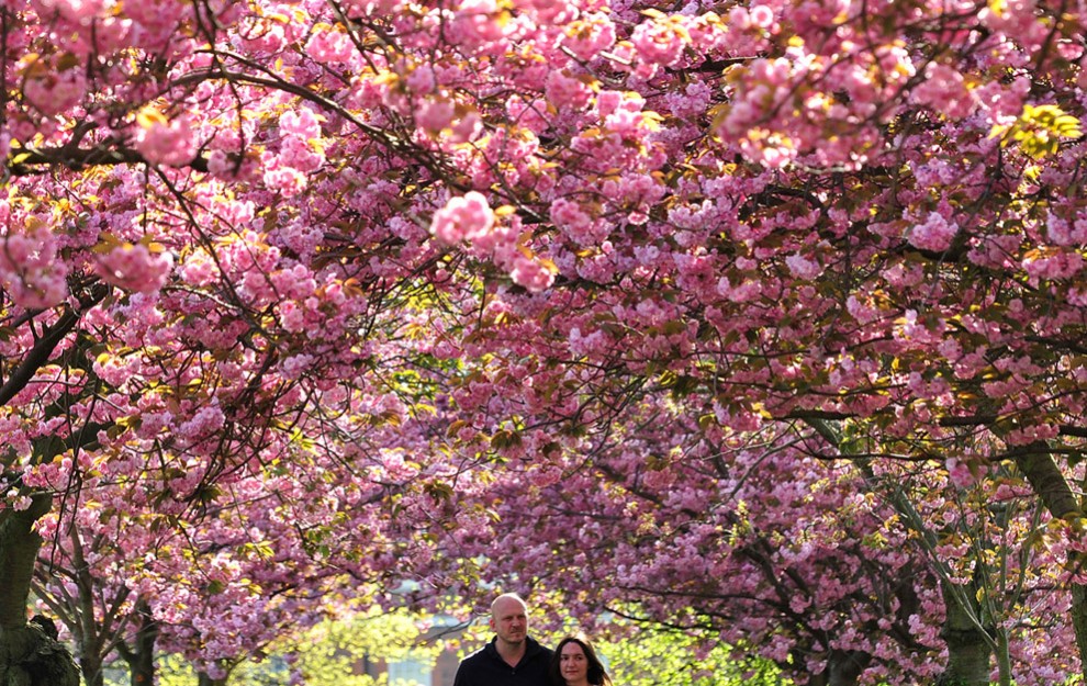 Дерево в Гринвич парке. Its Spring картинки. London Spring. London in Spring photo.