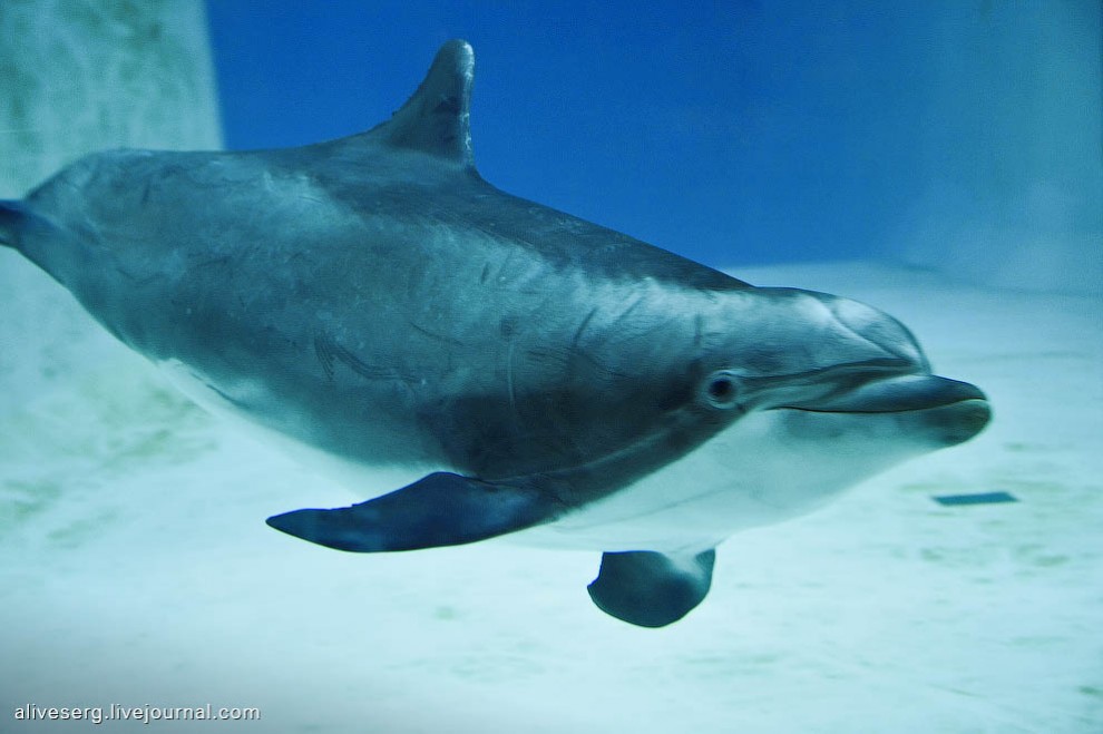 Фотография: Знакомство с дельфинами в Парке развлечений Сяркянниеми №4 - BigPicture.ru