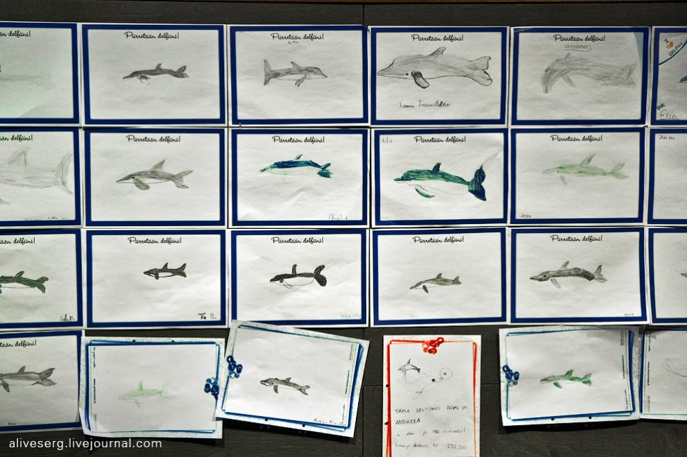 Фотография: Знакомство с дельфинами в Парке развлечений Сяркянниеми №5 - BigPicture.ru