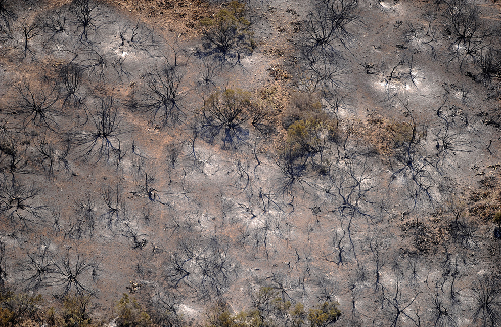 Фотография: Лесные пожары в Техасе №9 - BigPicture.ru