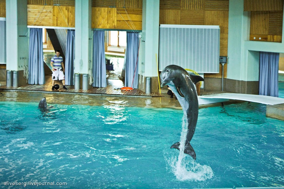 Фотография: Знакомство с дельфинами в Парке развлечений Сяркянниеми №10 - BigPicture.ru