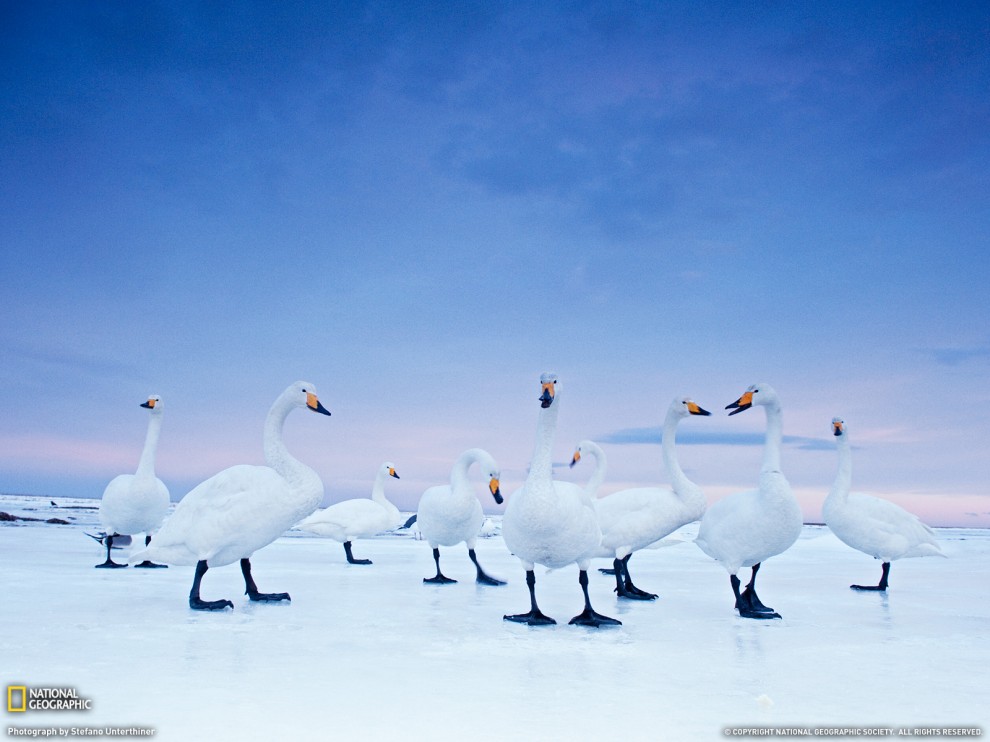 Фотография: Фото National Geographic за март 2011 №10 - BigPicture.ru