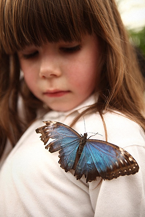 Фотография: Выставка бабочек в Лондоне №9 - BigPicture.ru
