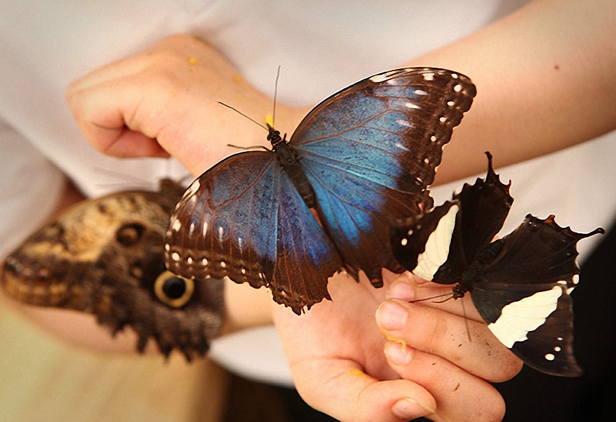 Фотография: Выставка бабочек в Лондоне №11 - BigPicture.ru