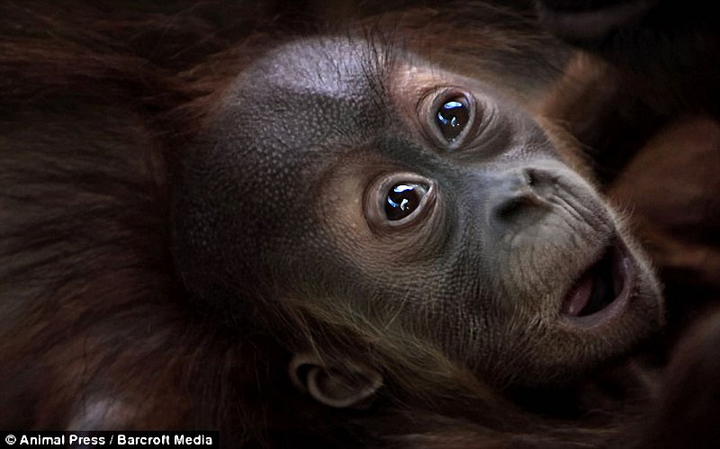 Фотография: Человекообразные обезьяны Франкфуртского зоопарка №8 - BigPicture.ru