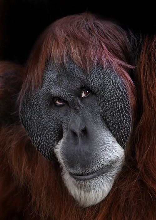 Фотография: Человекообразные обезьяны Франкфуртского зоопарка №16 - BigPicture.ru