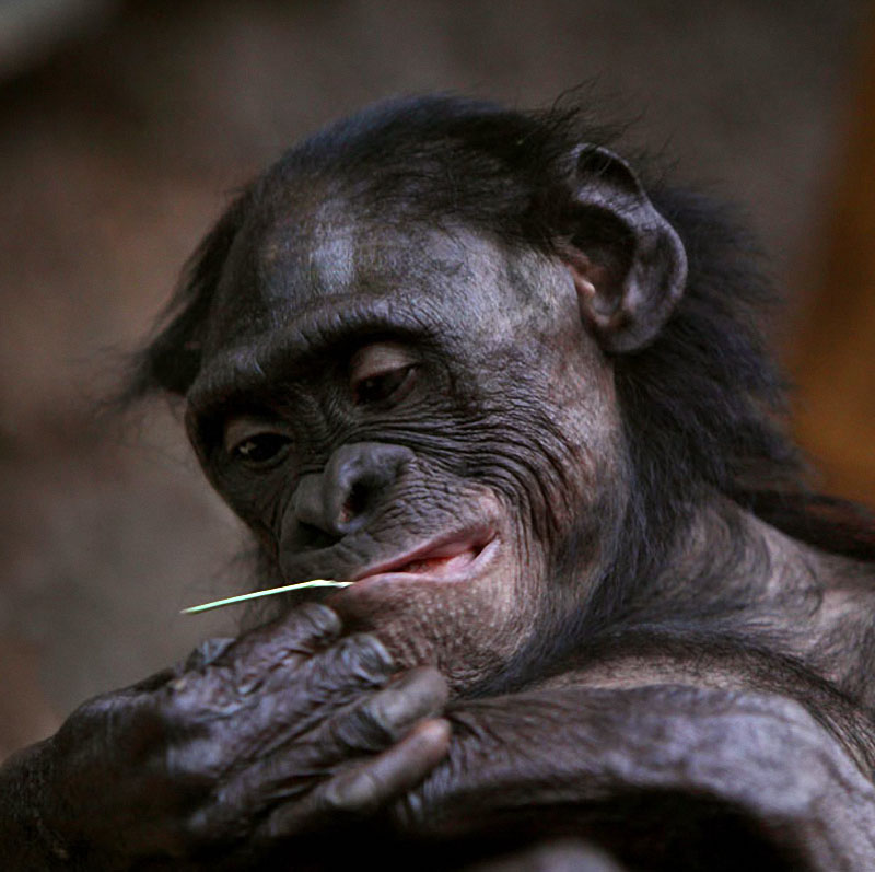 Фотография: Человекообразные обезьяны Франкфуртского зоопарка №9 - BigPicture.ru