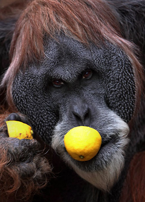Фотография: Человекообразные обезьяны Франкфуртского зоопарка №14 - BigPicture.ru