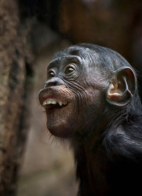 Фотография: Человекообразные обезьяны Франкфуртского зоопарка №15 - BigPicture.ru