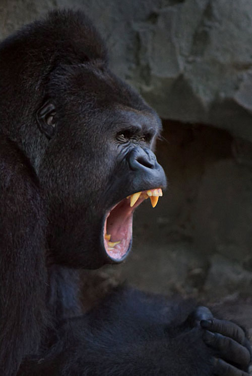 Фотография: Человекообразные обезьяны Франкфуртского зоопарка №7 - BigPicture.ru
