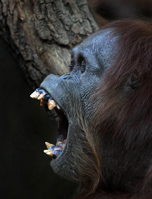Фотография: Человекообразные обезьяны Франкфуртского зоопарка №17 - BigPicture.ru