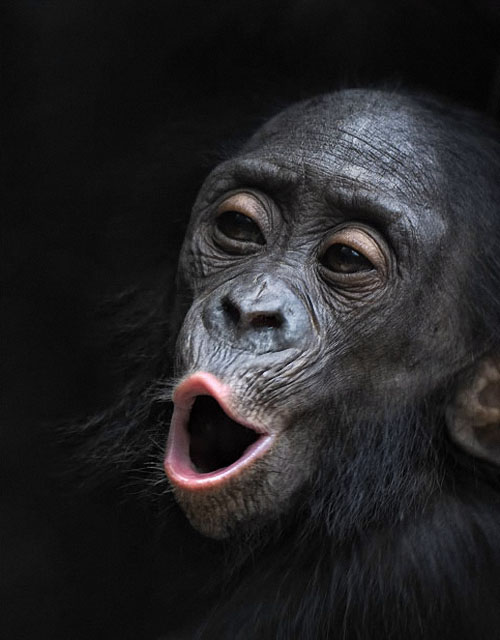 Фотография: Человекообразные обезьяны Франкфуртского зоопарка №12 - BigPicture.ru