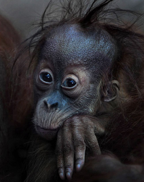 Фотография: Человекообразные обезьяны Франкфуртского зоопарка №13 - BigPicture.ru